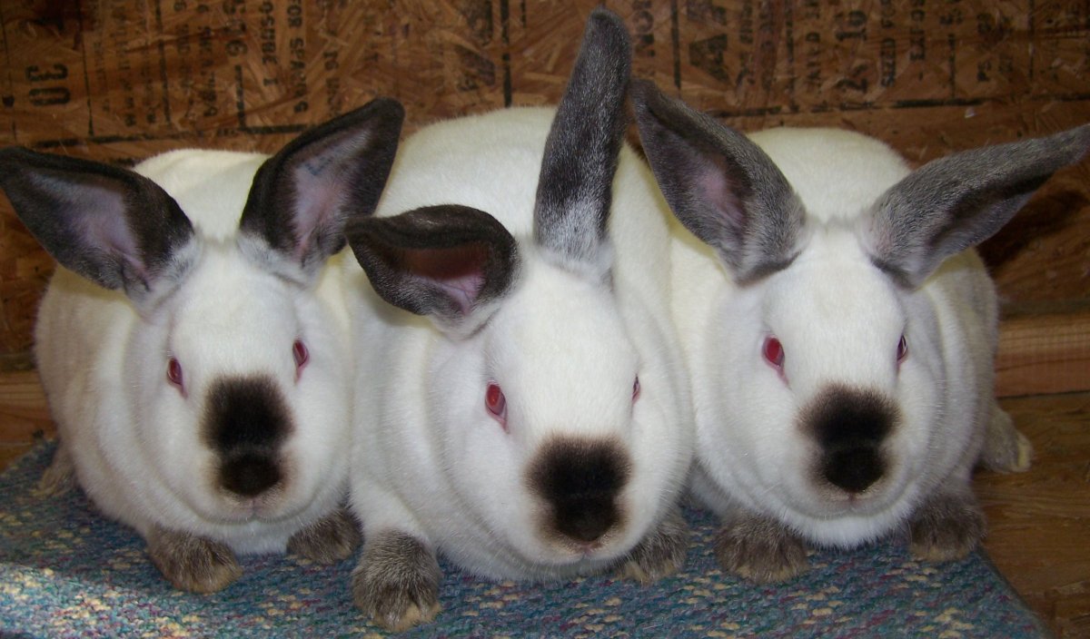 Самые большие звери