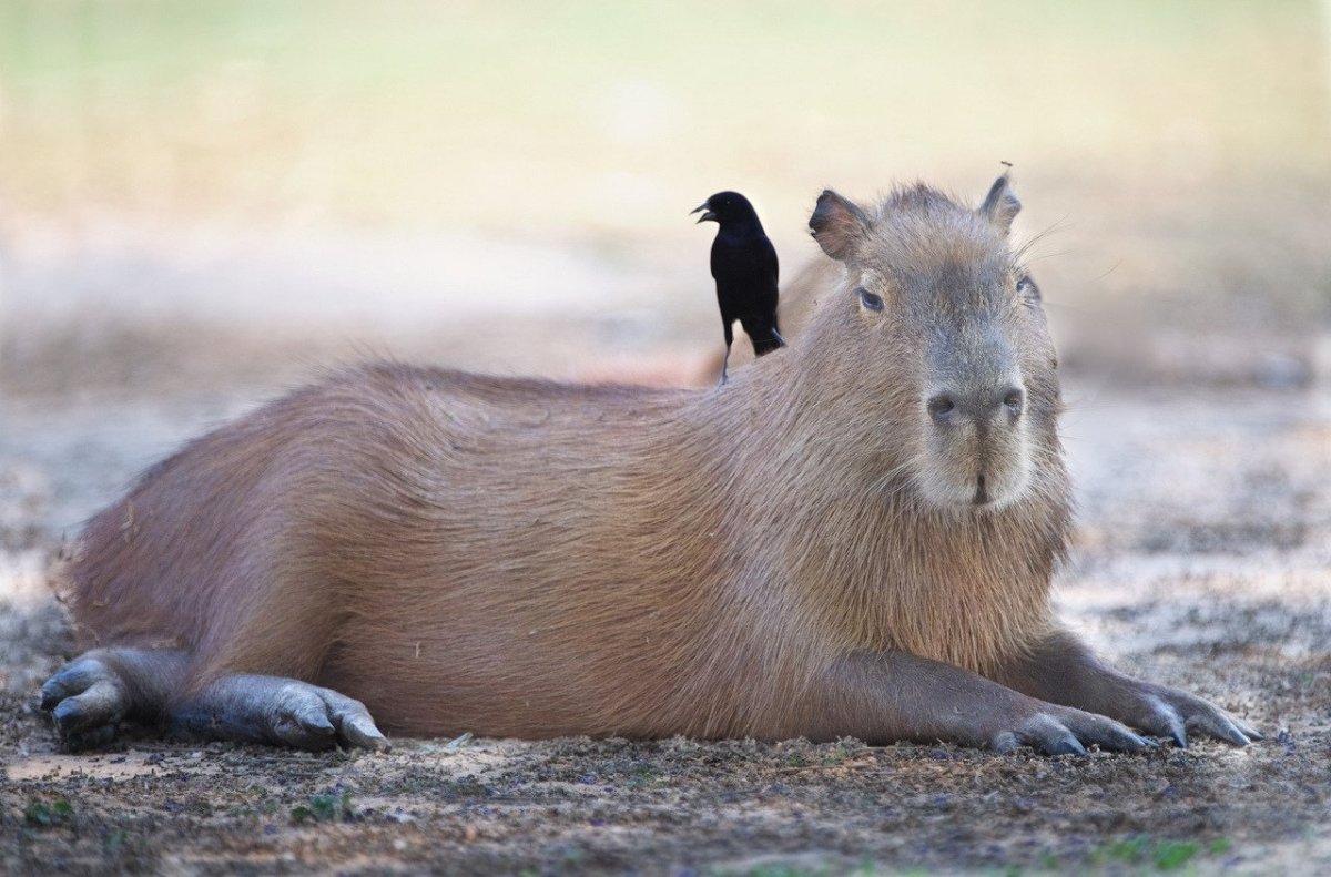 Черная капибара
