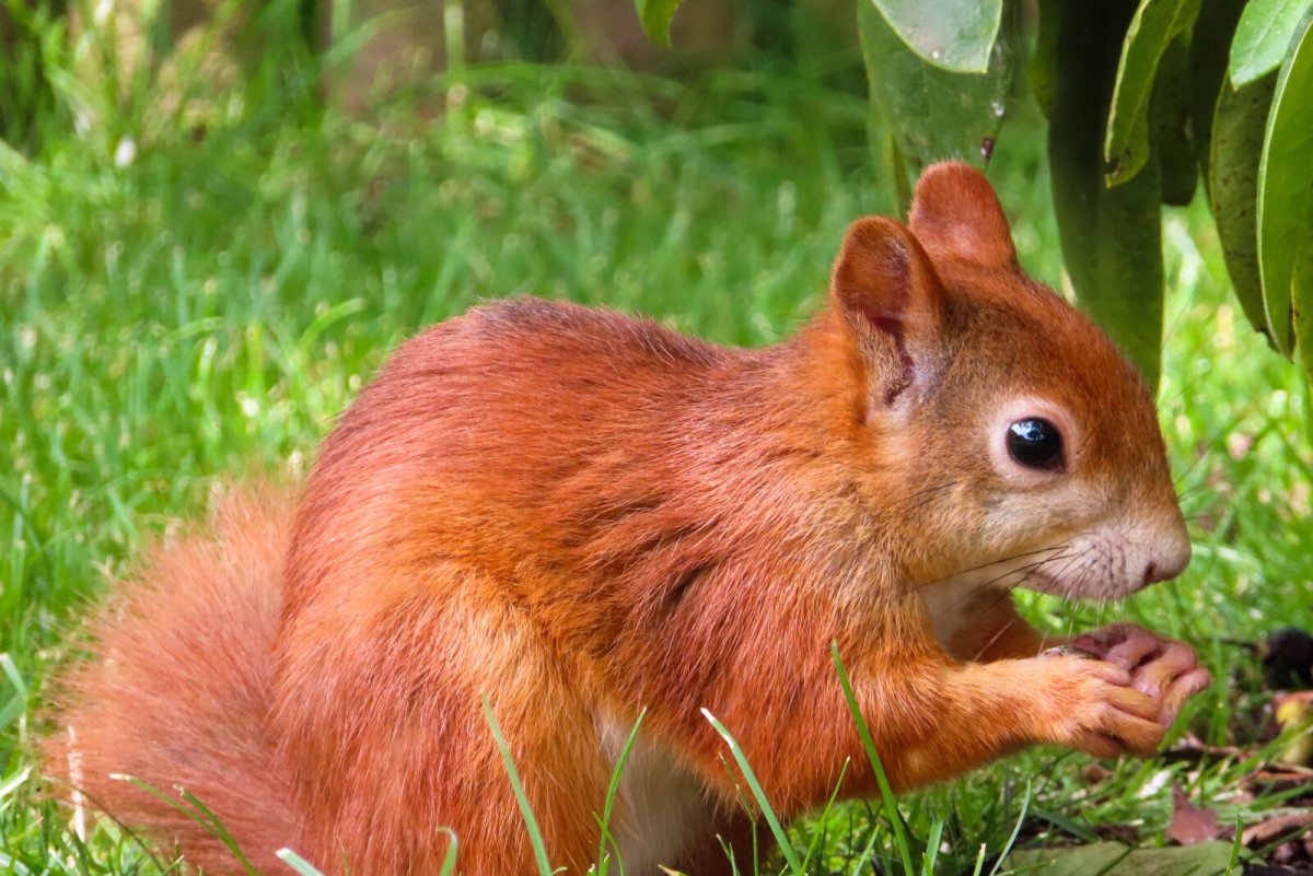 Африканская белка