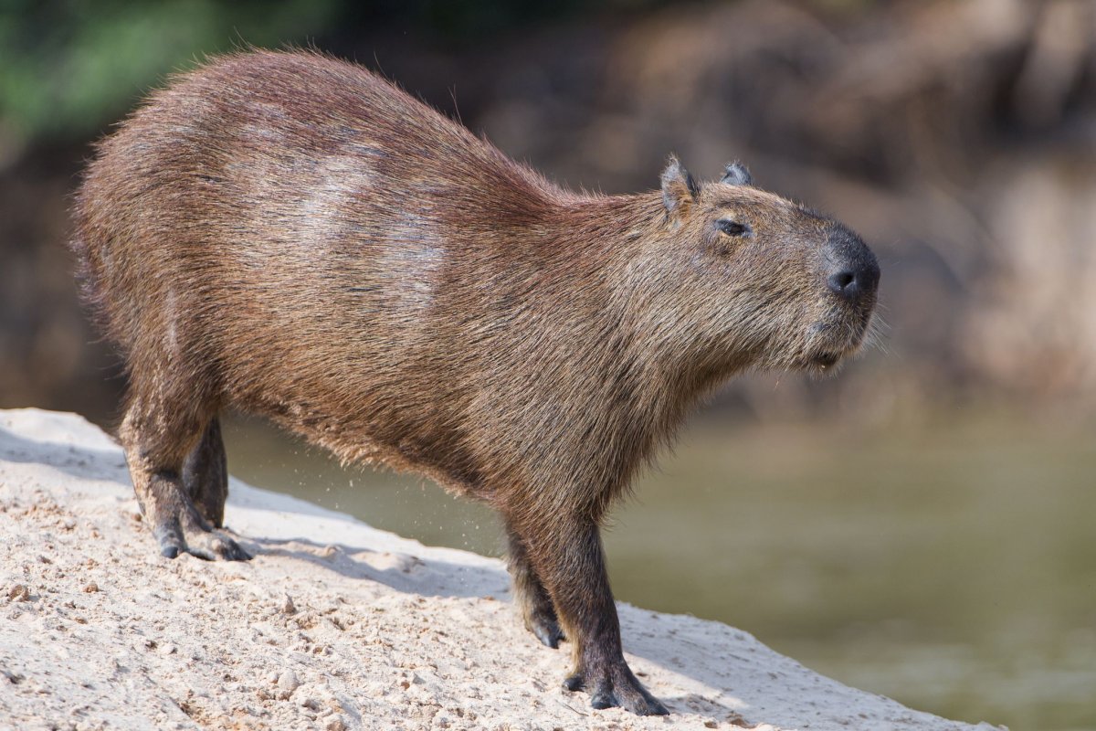Капибара в Австралии
