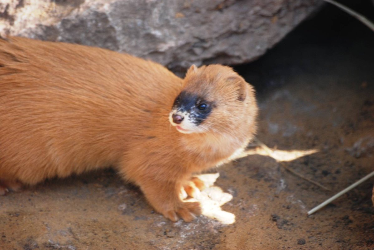 Колонок Mustela sibirica Pallas, 1773