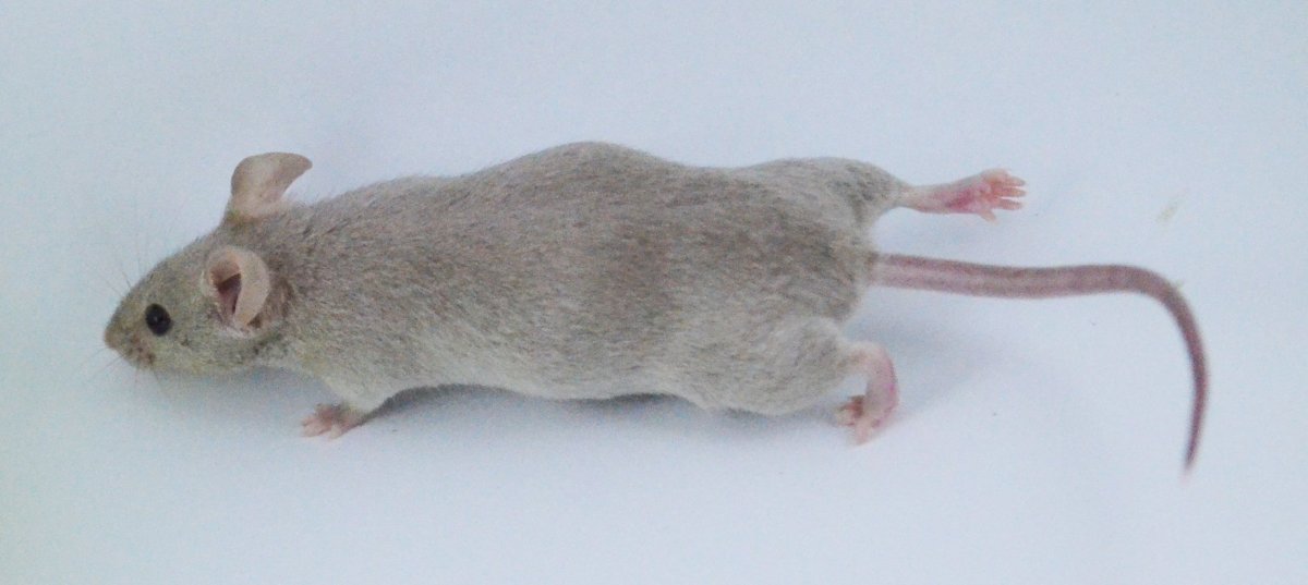 Хвост мыши