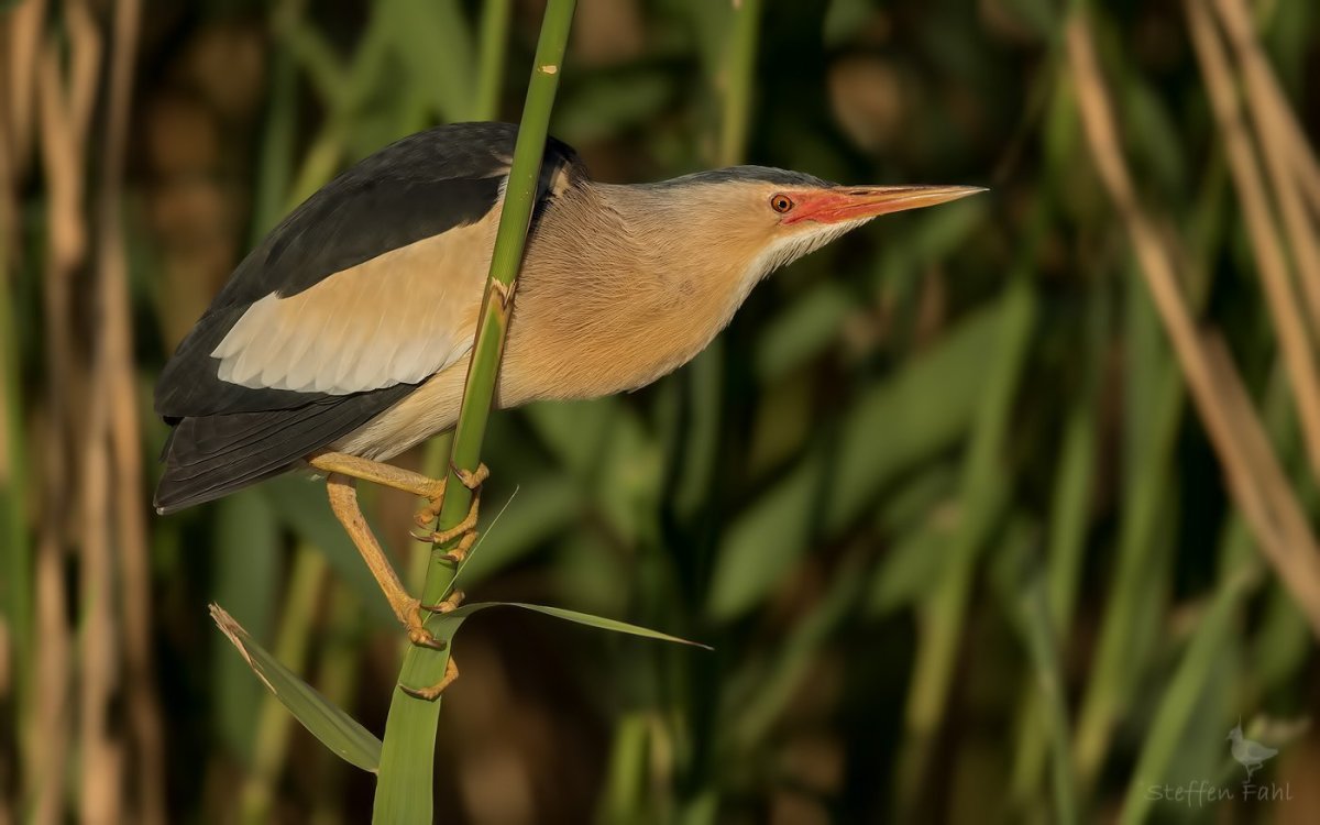 Выпь Болотная птенец