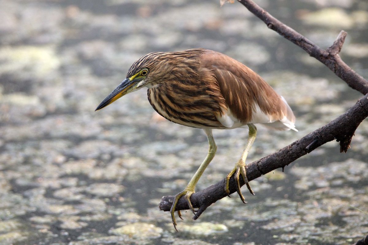 Выпь Болотная Болотная