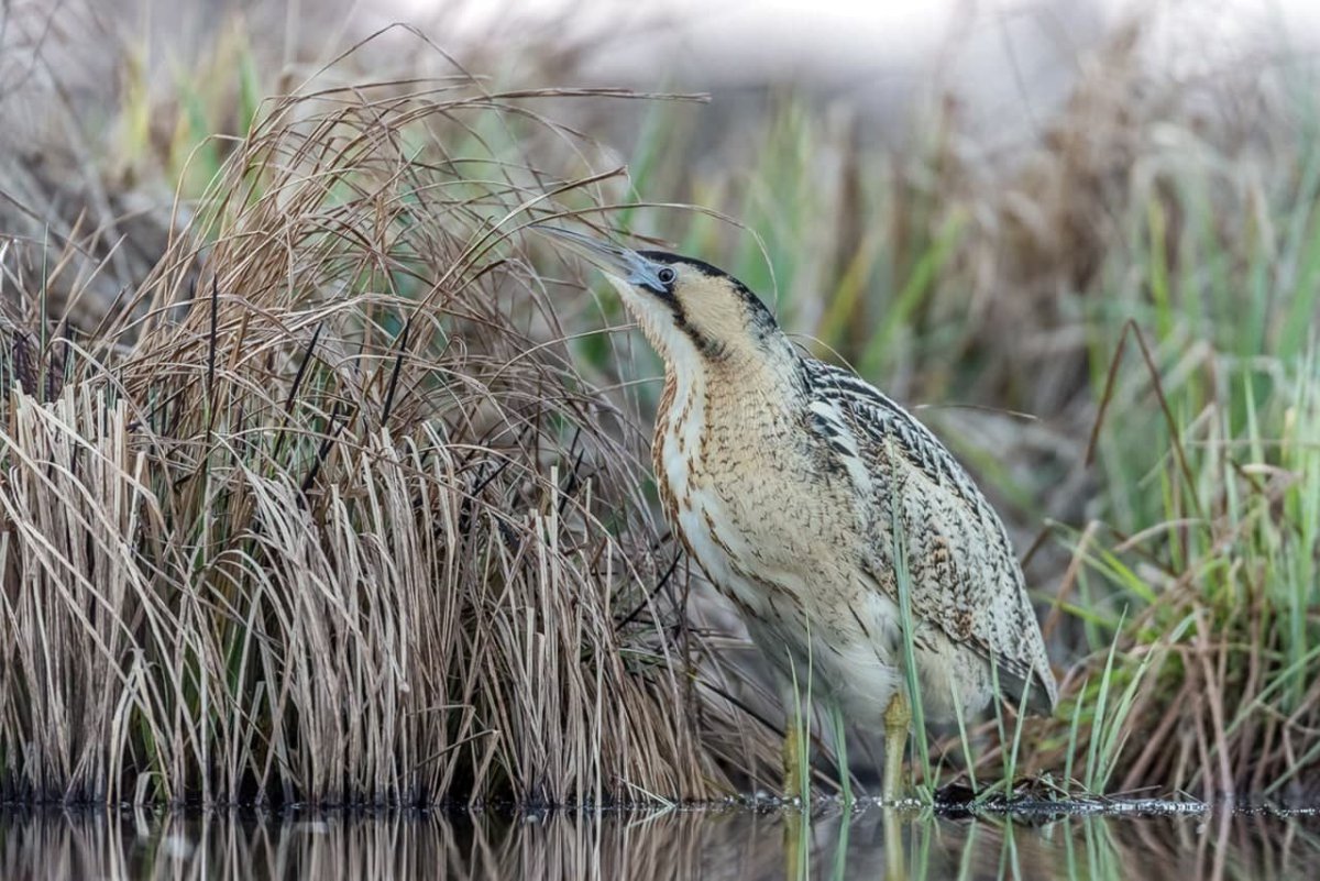 Выпь Болотная