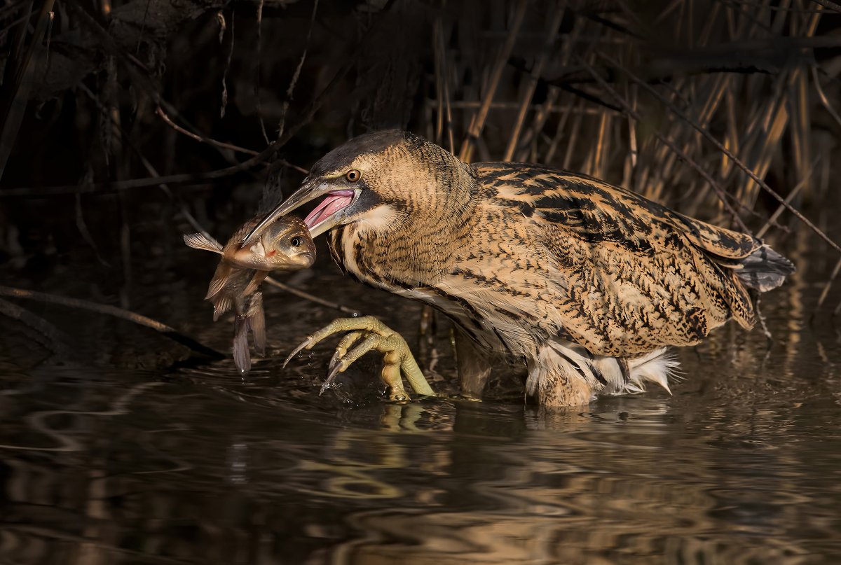 Болотная цапля