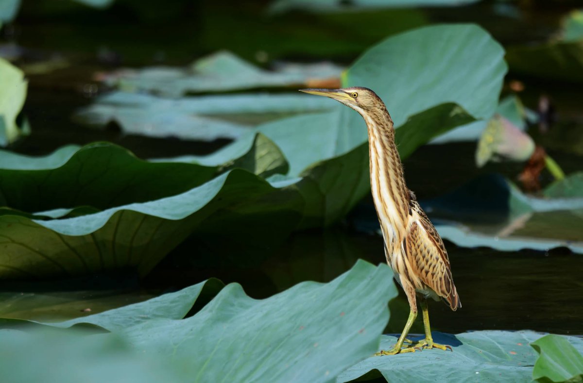 Большая выпь Botaurus Stellaris