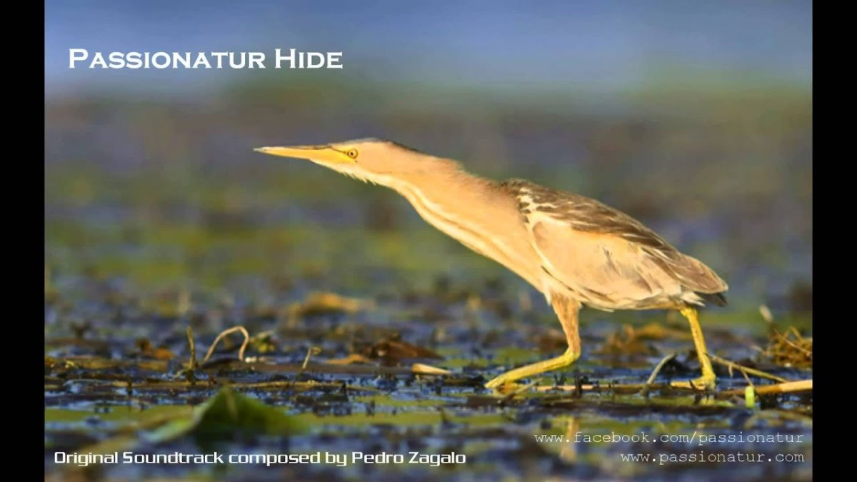 Выпь Болотная большая