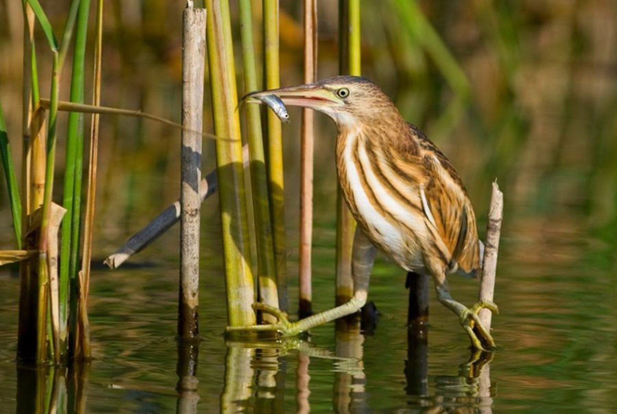 Выпь Болотная Болотная