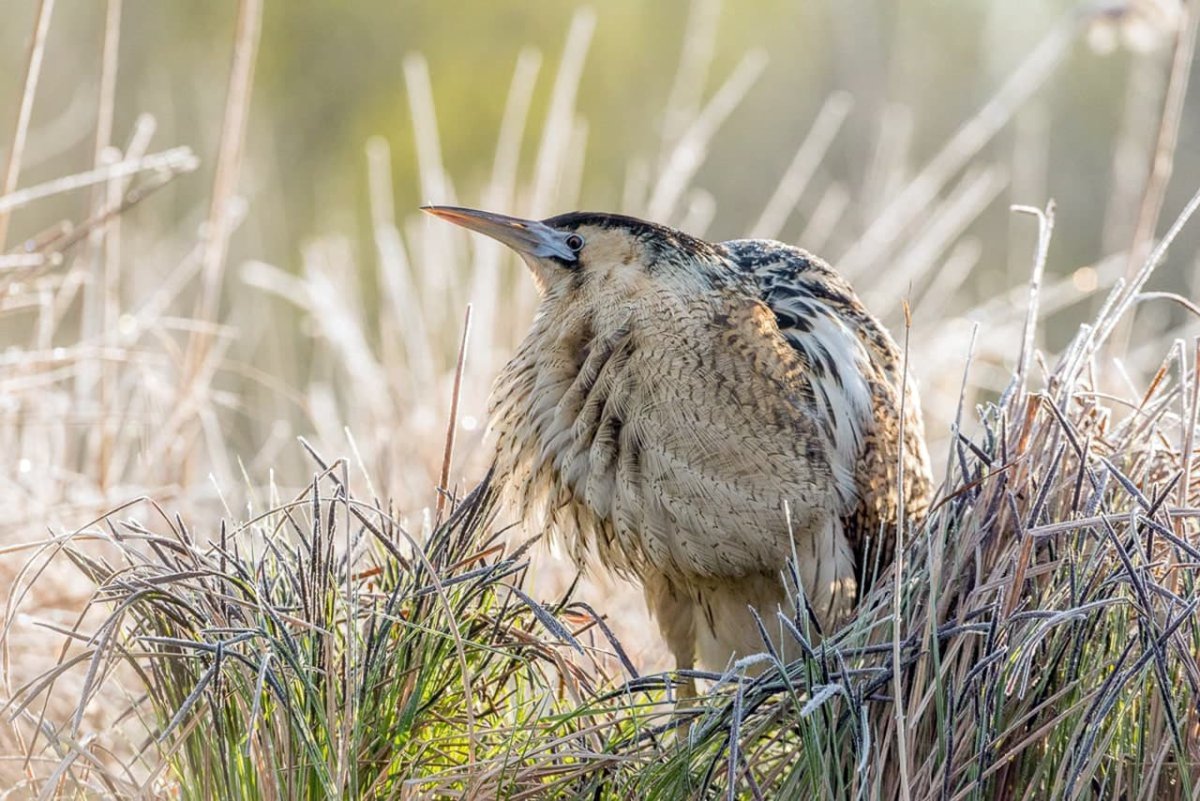 Малая выпь птица