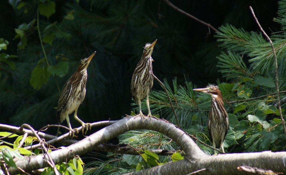 Выпь Болотная Болотная