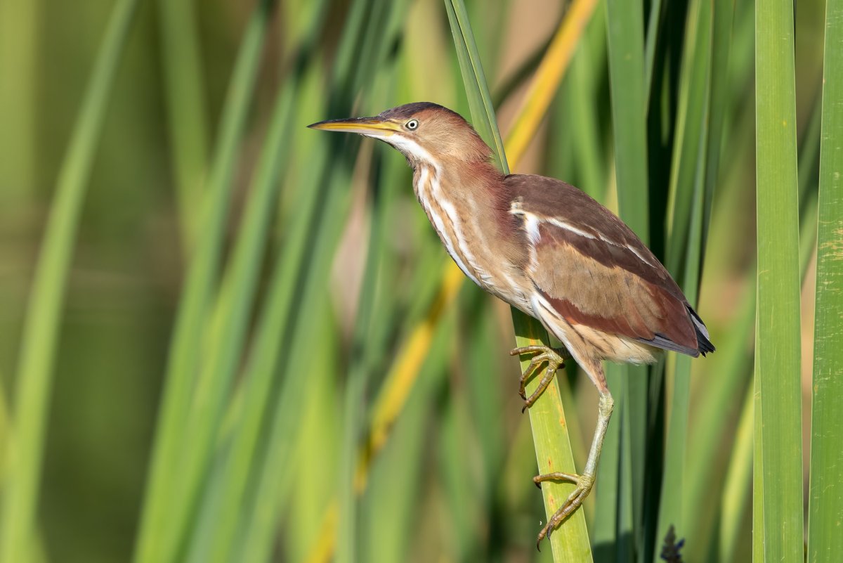Большая выпь птица
