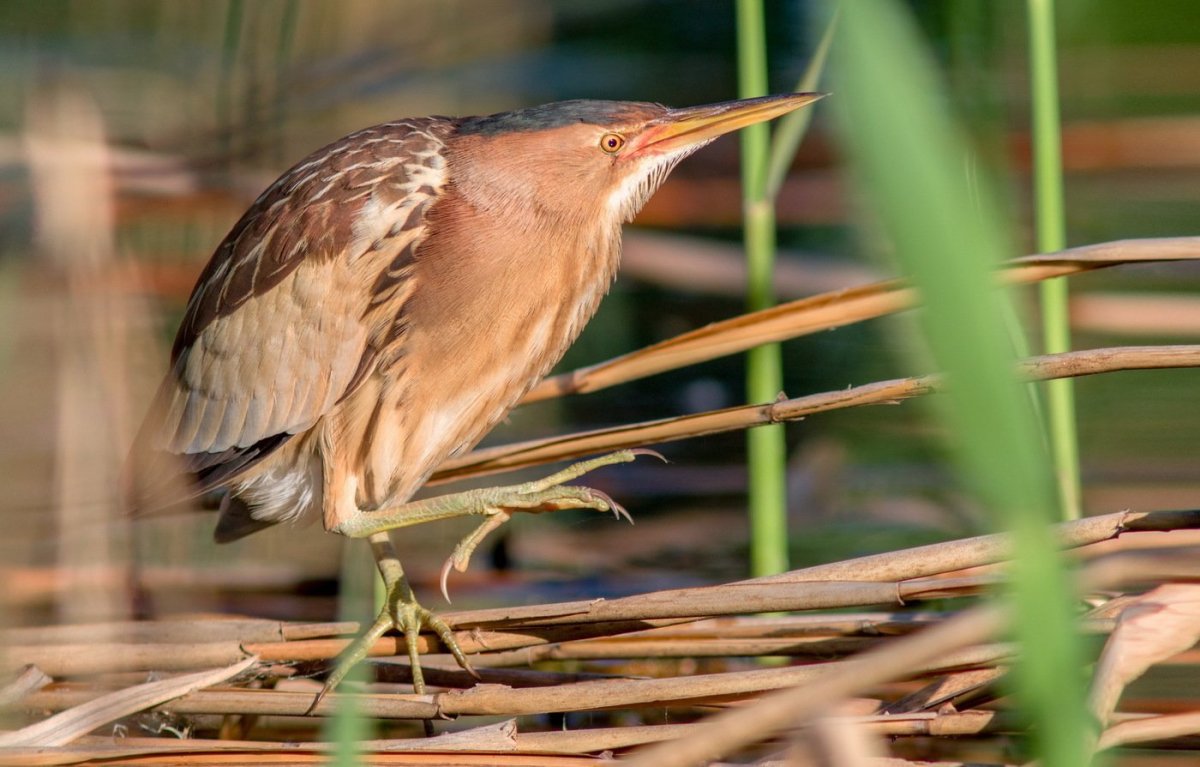 Выпь Болотная птенец