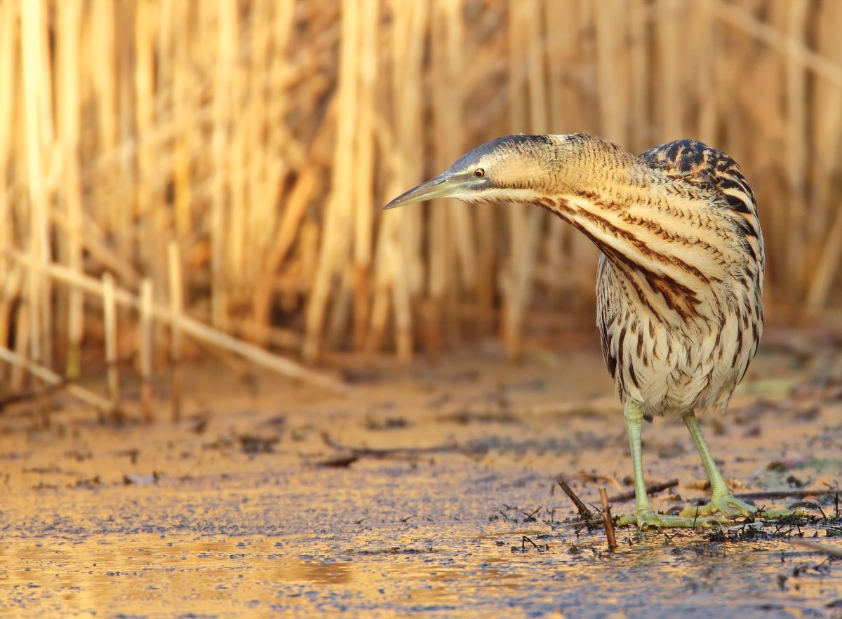 Выпь на Тамани