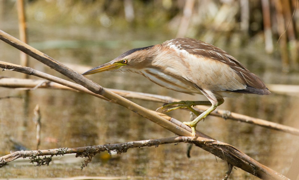 Американская выпь