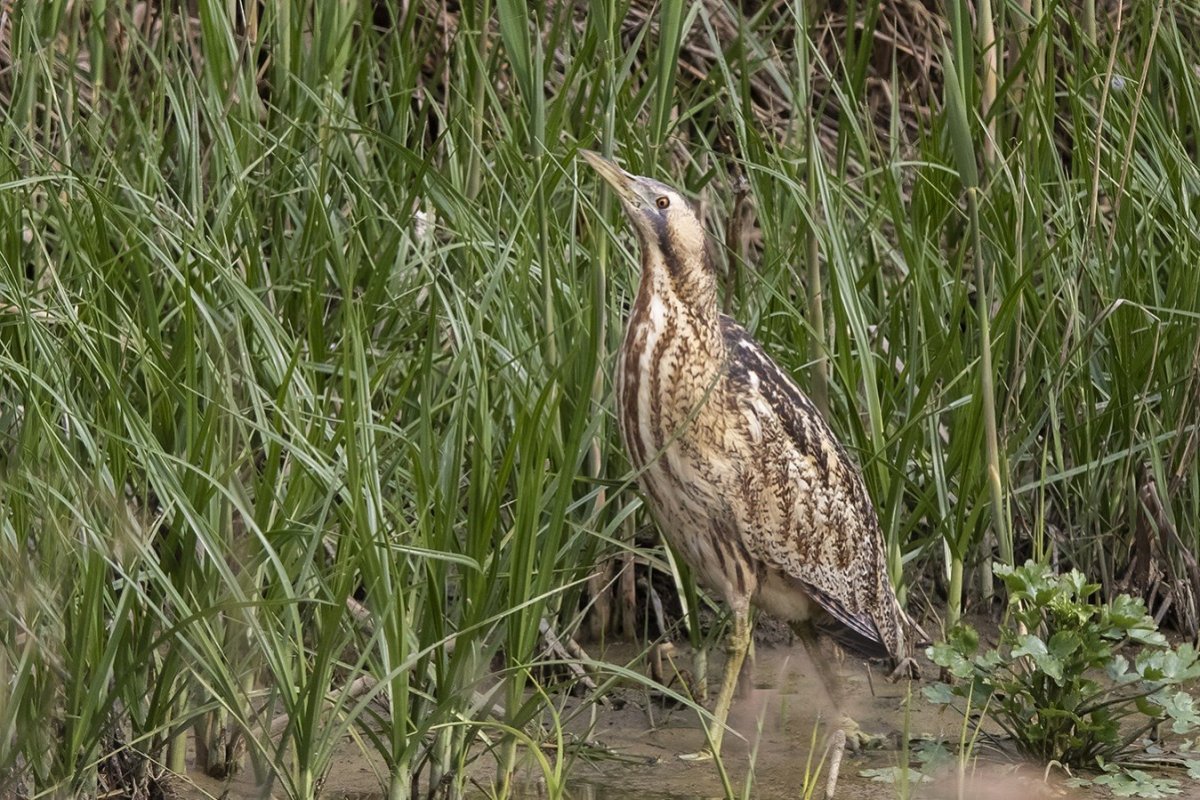 Большая выпь Botaurus Stellaris