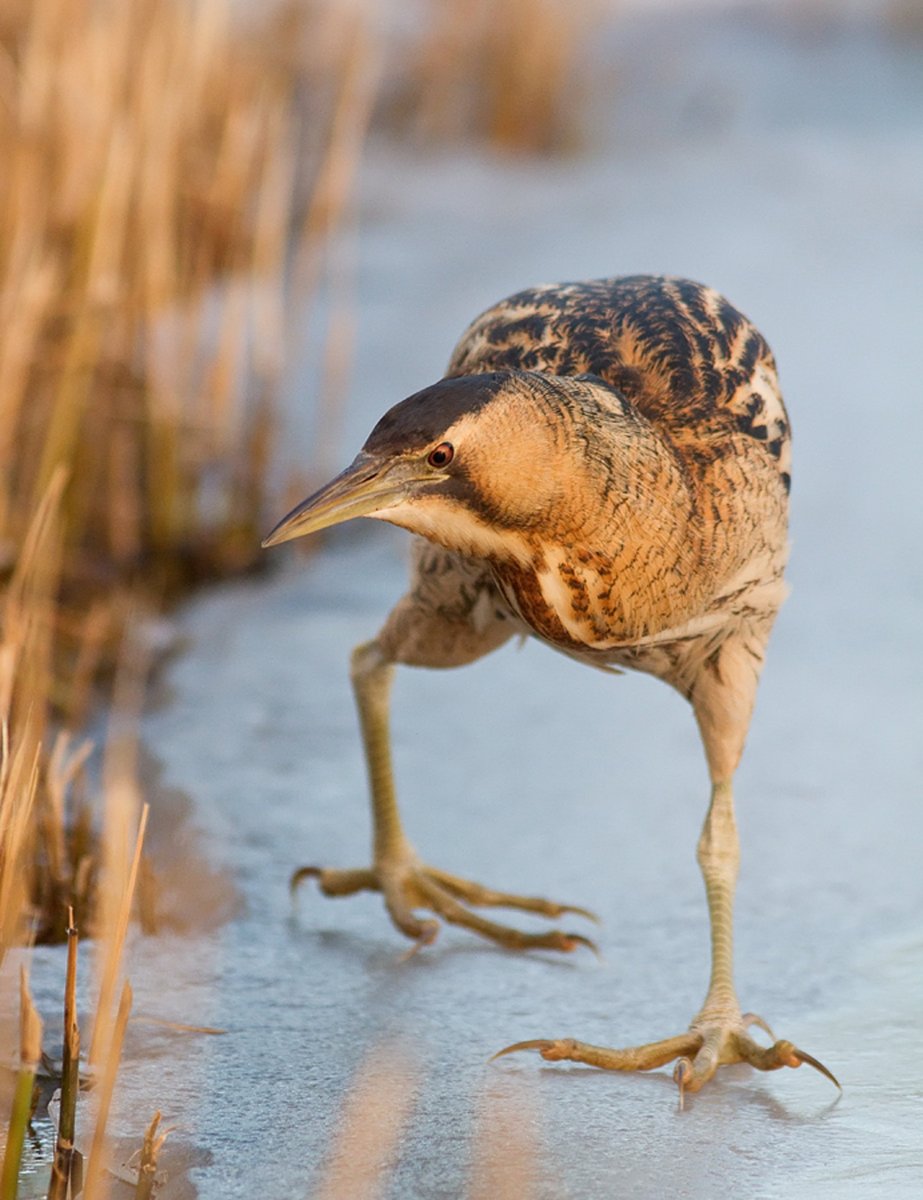 Выпь Болотная фото