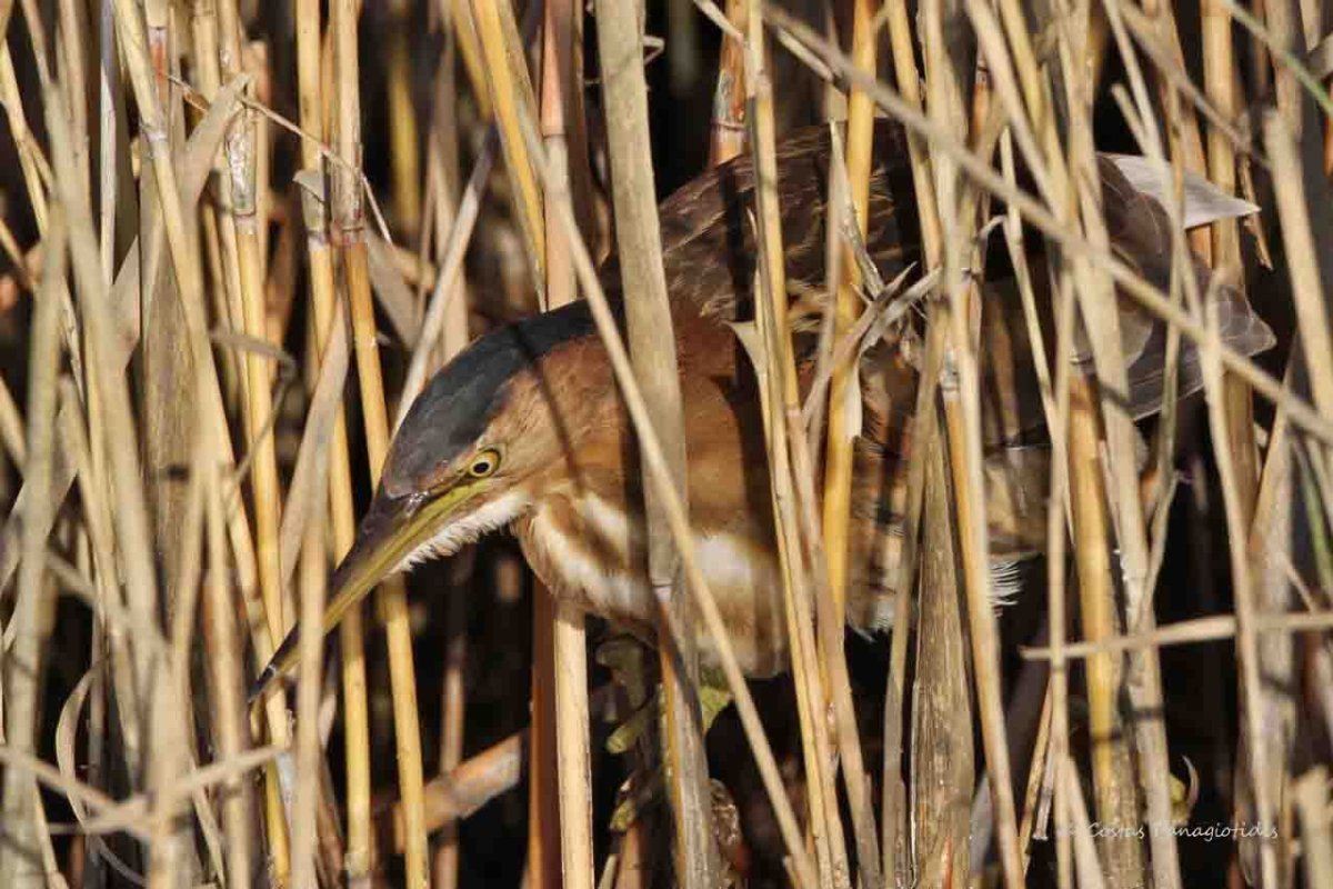 Выпь Болотная