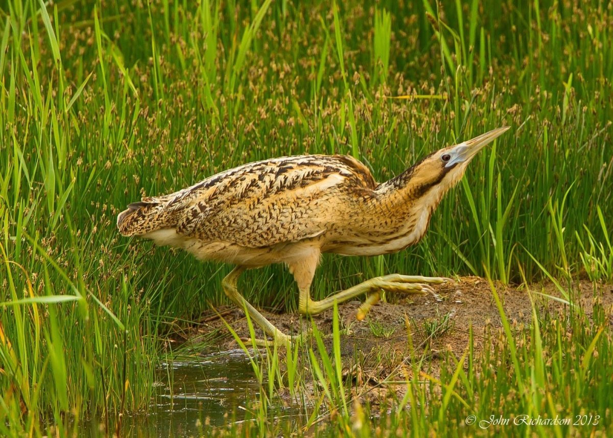 Большая выпь (Botaurus Stellaris (l.)