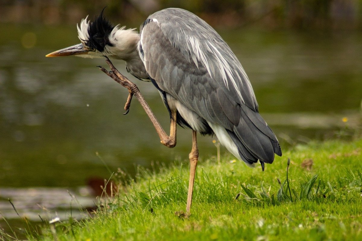 Выпь малая (Ixobrychus minutus)