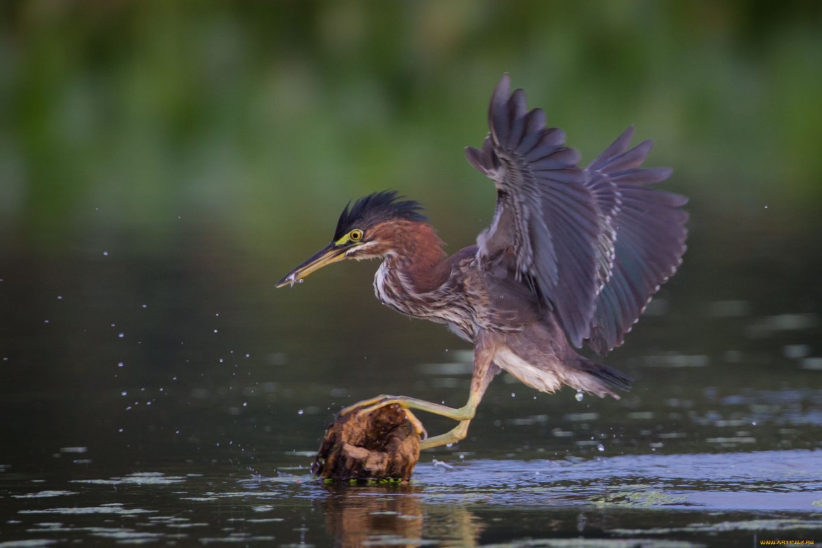 Выпь птица шея