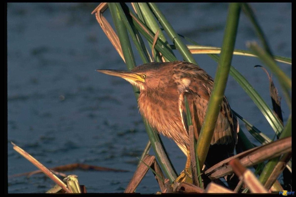 Какая птица дьявола