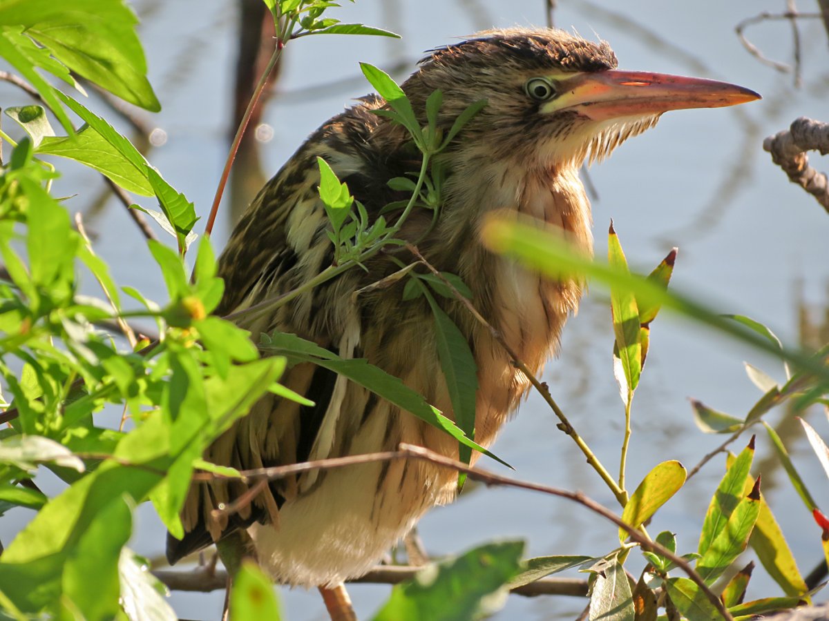 Австралийская выпь