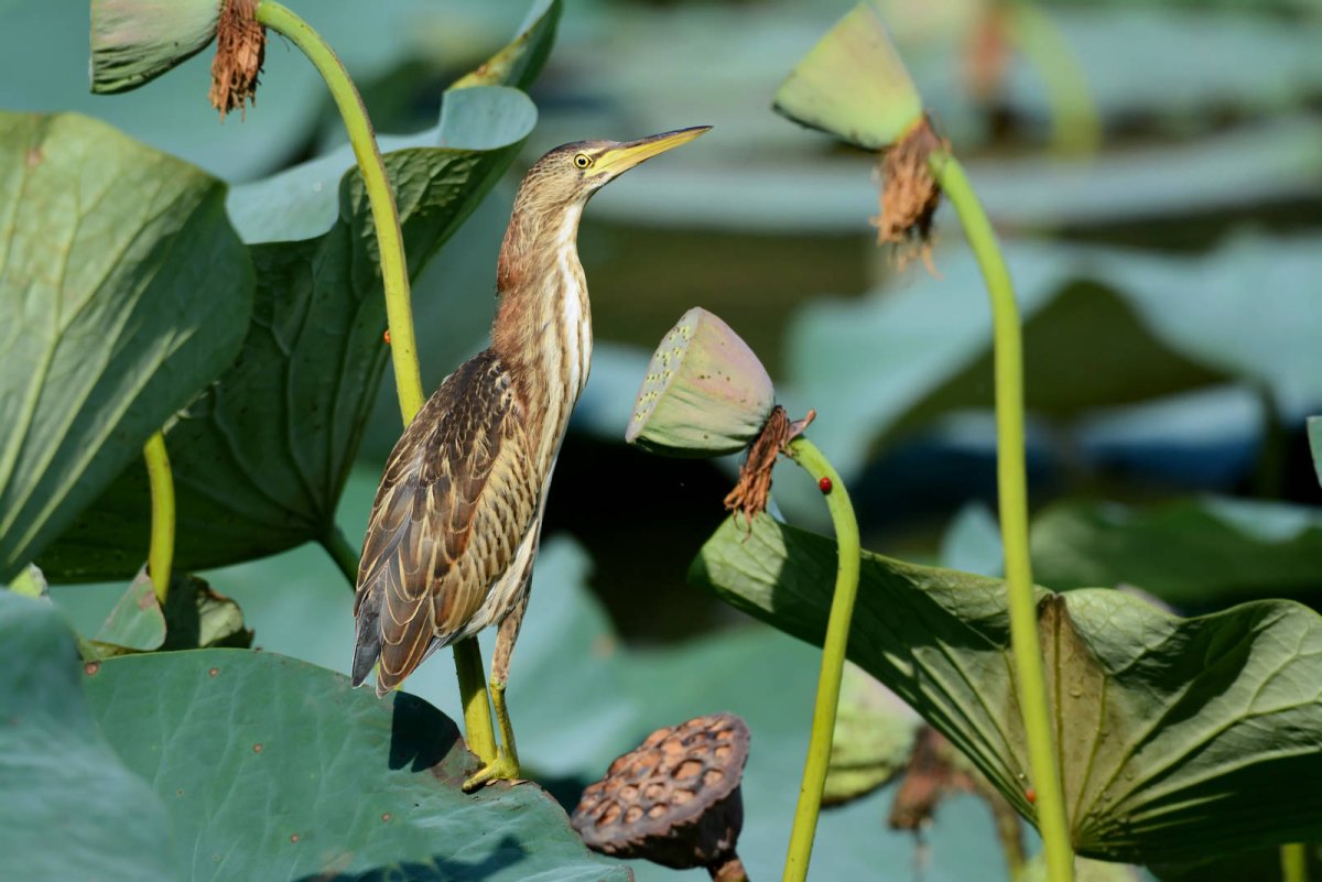 Цапля Болотная птица