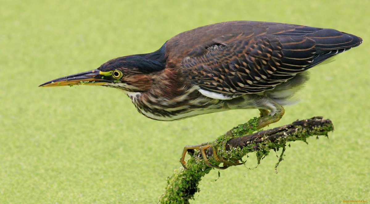 Малая выпь волчок