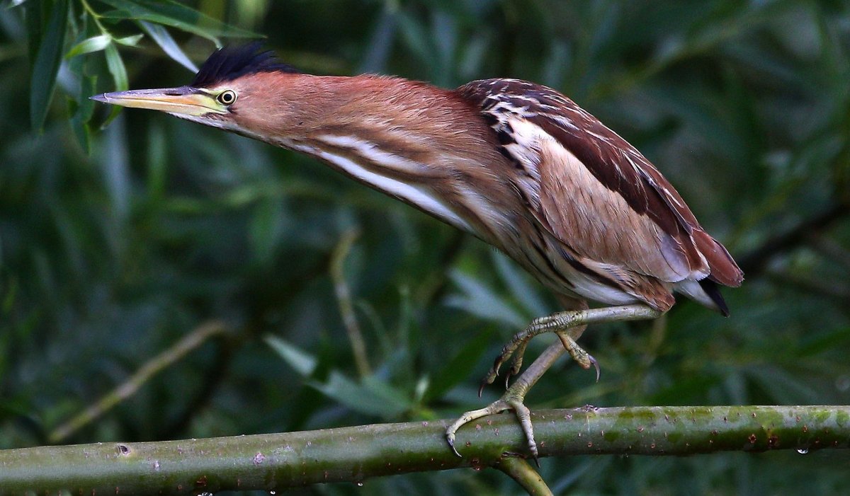 Южноамериканская выпь