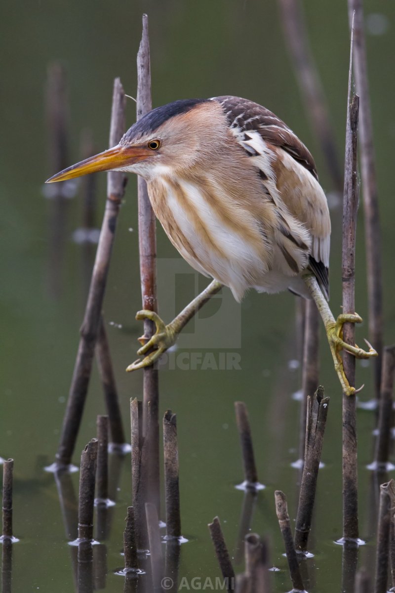 Выпь Болотная черная