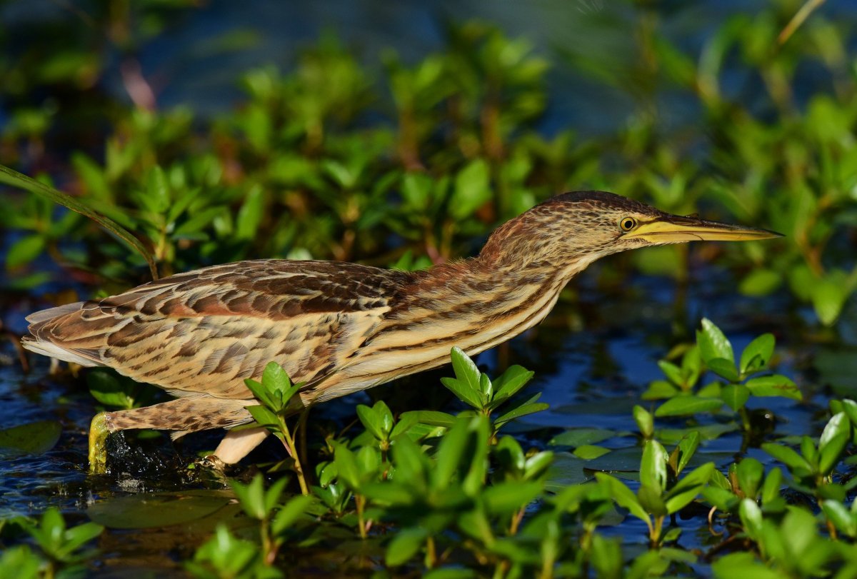 Выпь Болотная