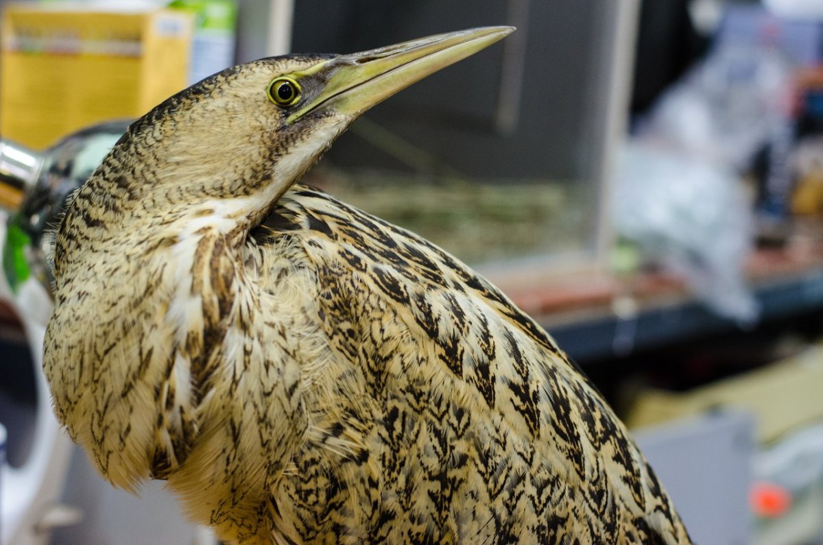 Кулик и цапля