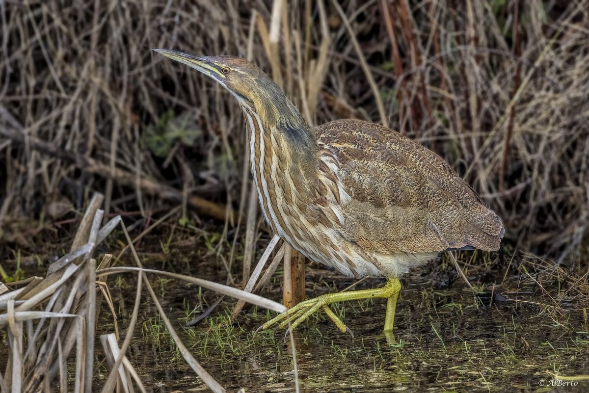Малая выпь птенец