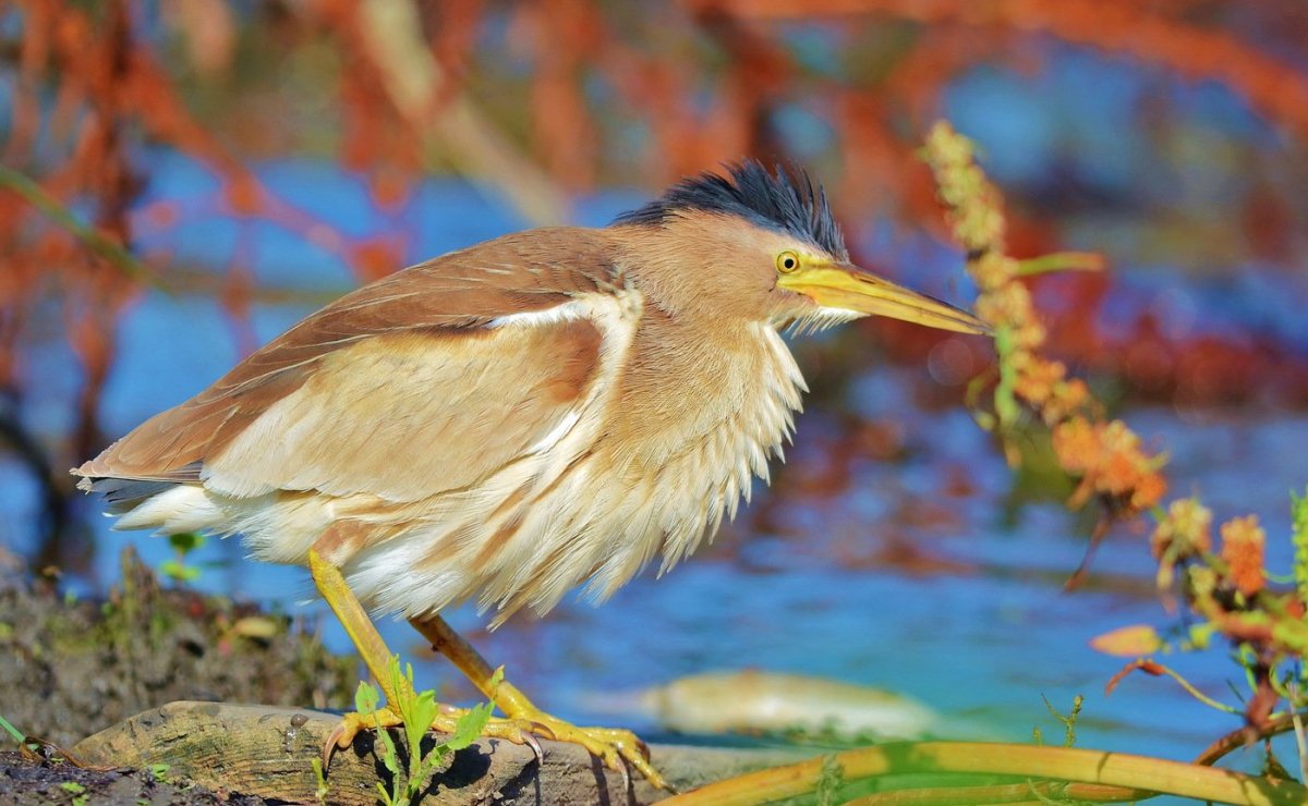 Малая выпь волчок