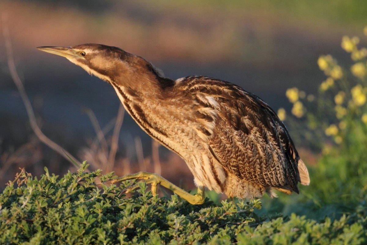 Малая выпь Нижегородская область