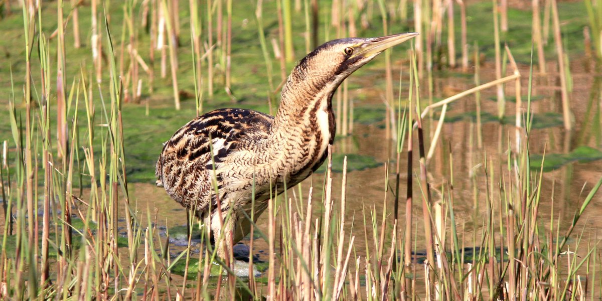 Цапля Ardea purpurea