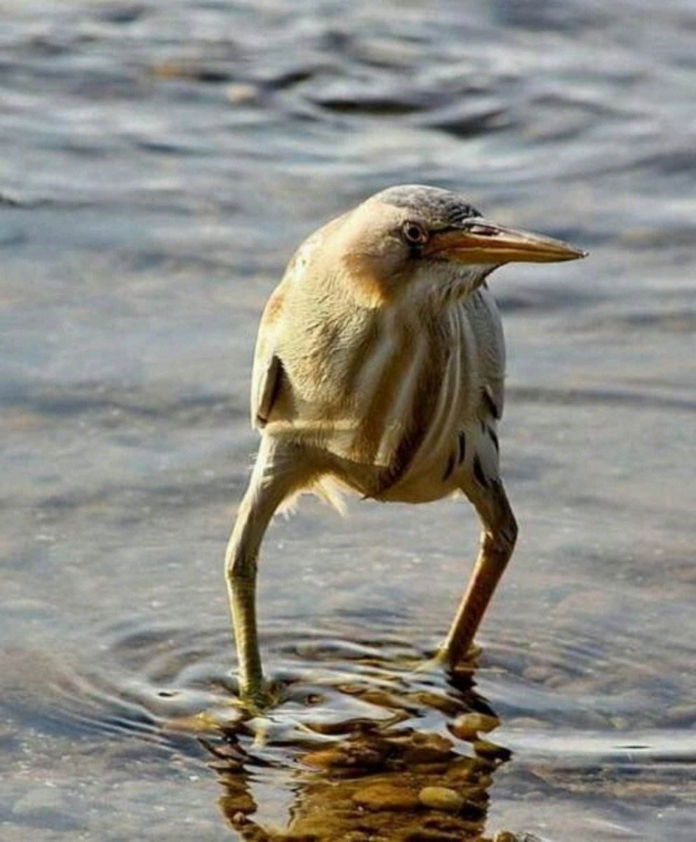 Выпь Болотная взгляд