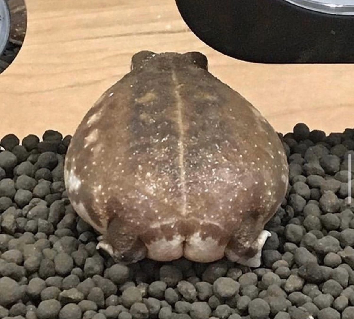 Лягушачья попа