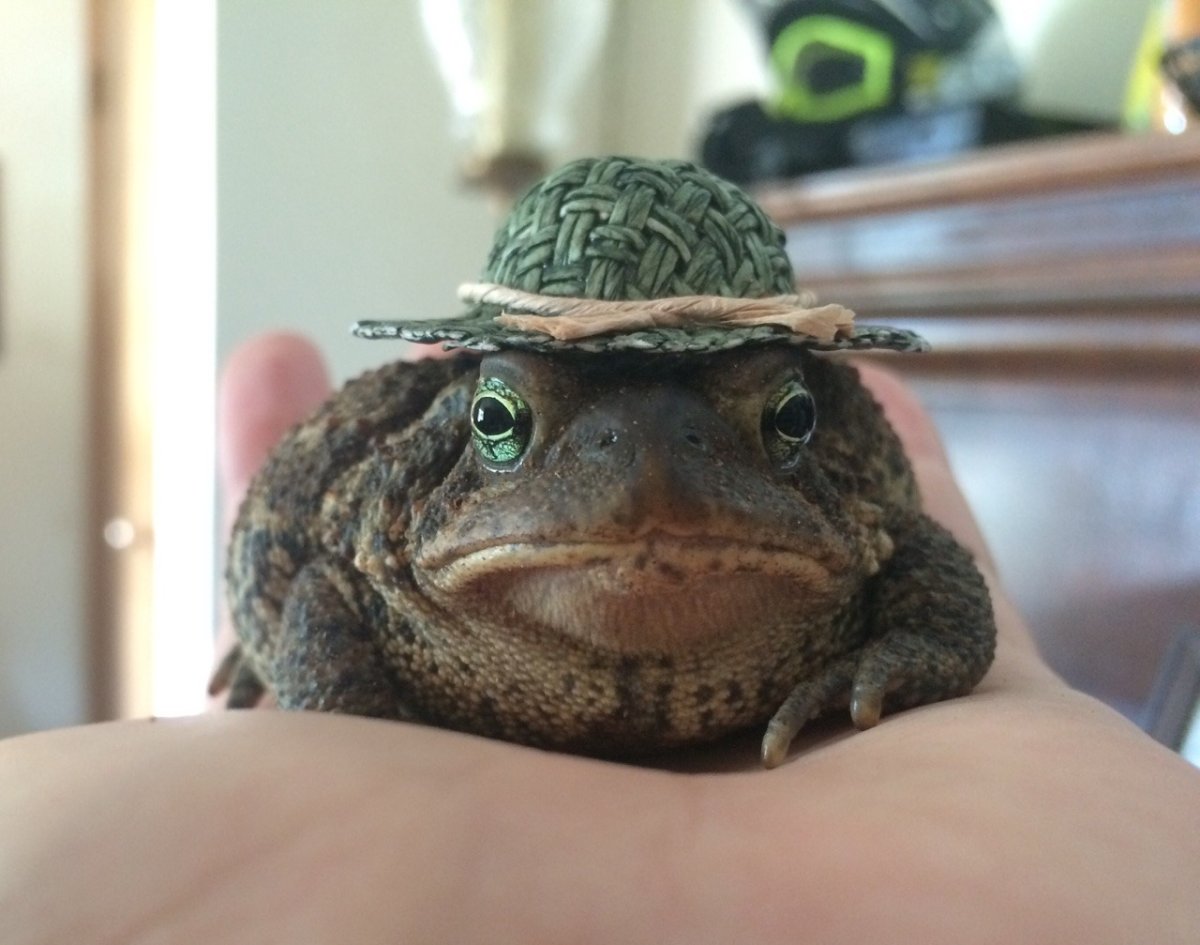 Лягушачьи лапки