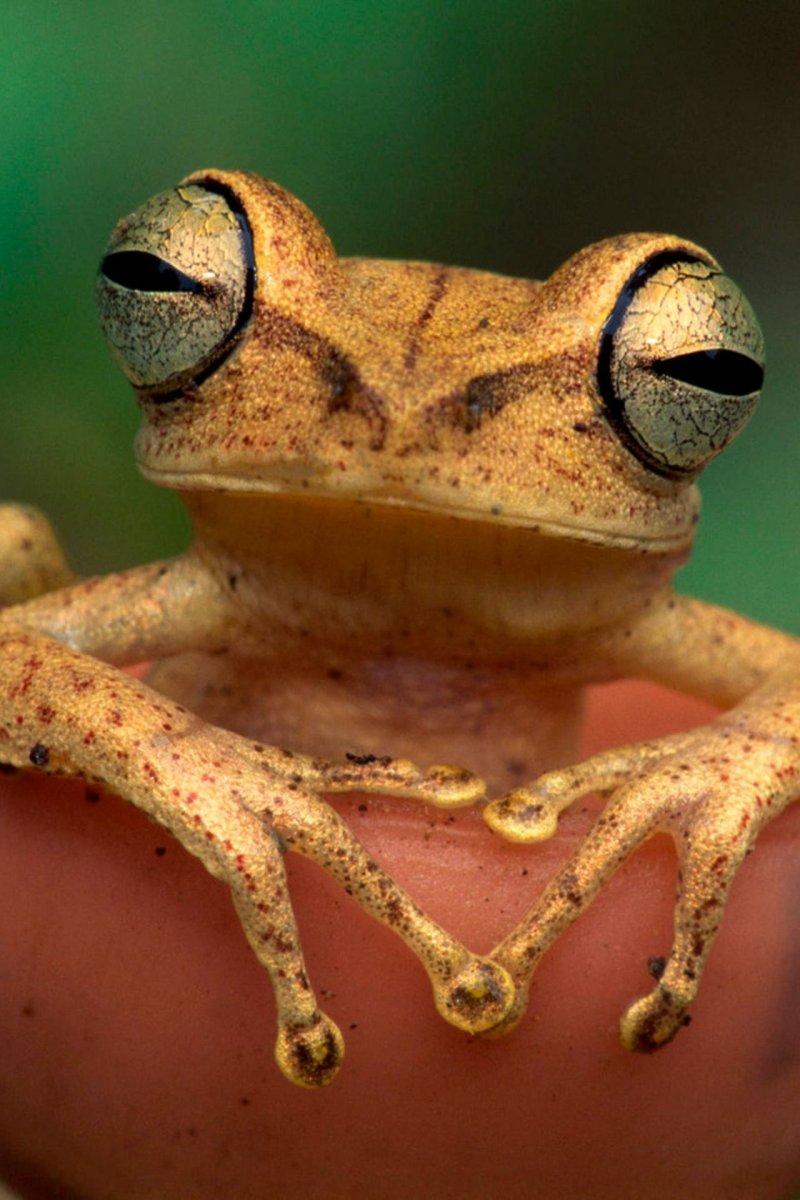 Праздничная жаба