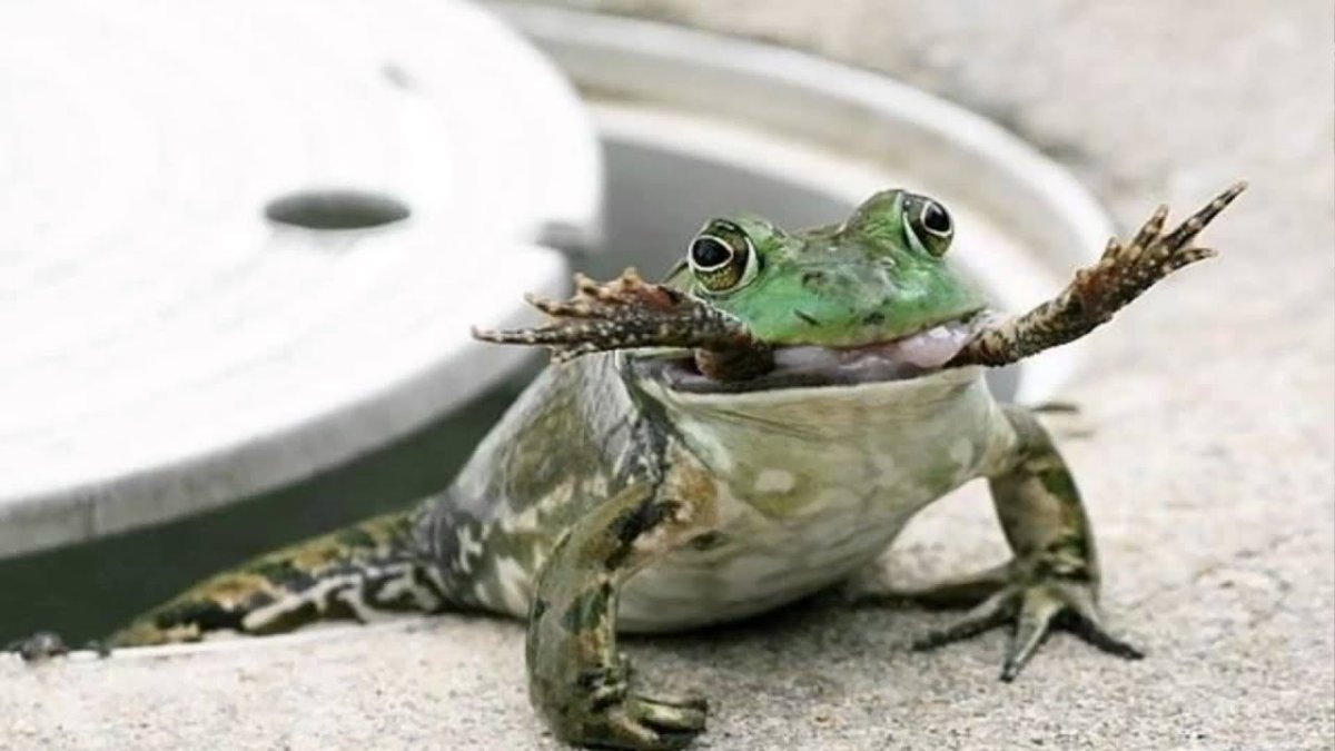 Домашние Жабы