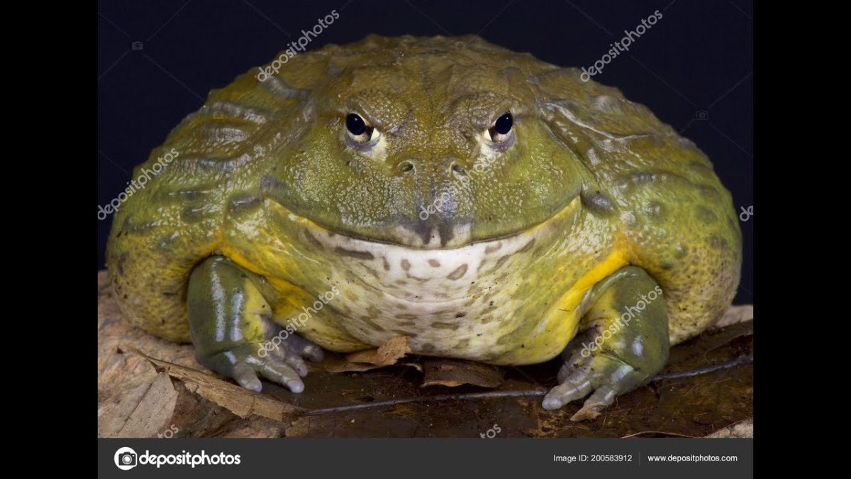 "Pyxicephalus adspersus Африканский водонос"