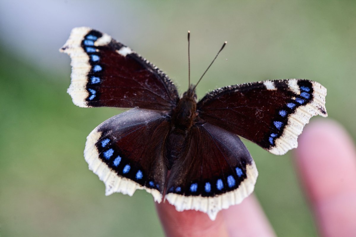 Голубянка Филипьева