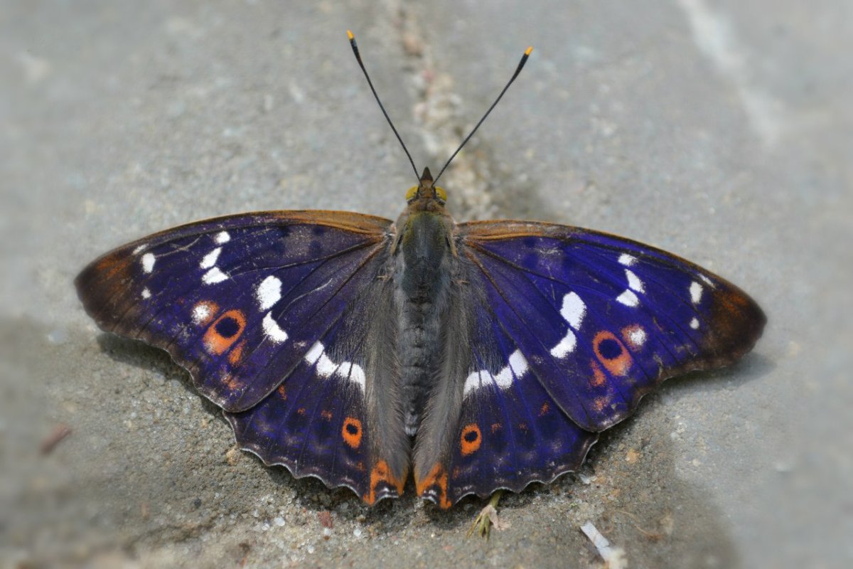 Нимфалиды бабочки Адмирал