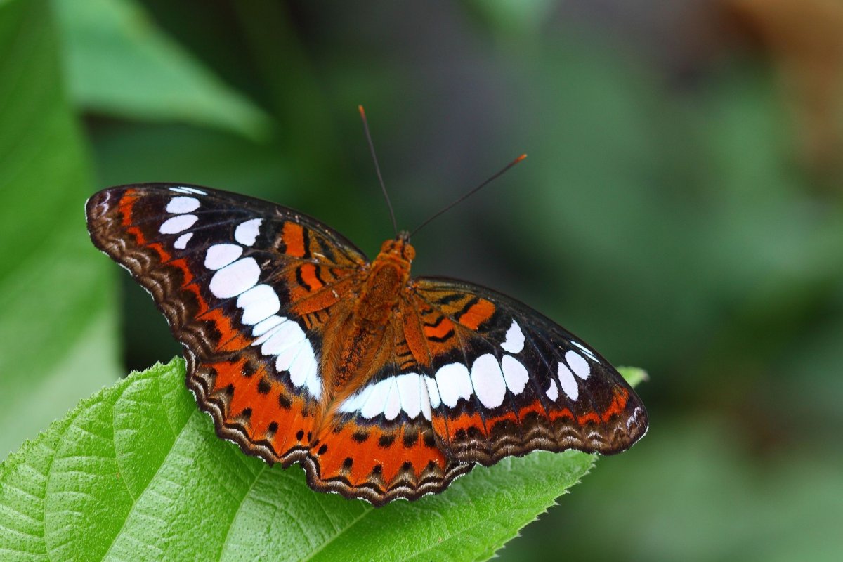 Отряд чешуекрылые (Lepidoptera)