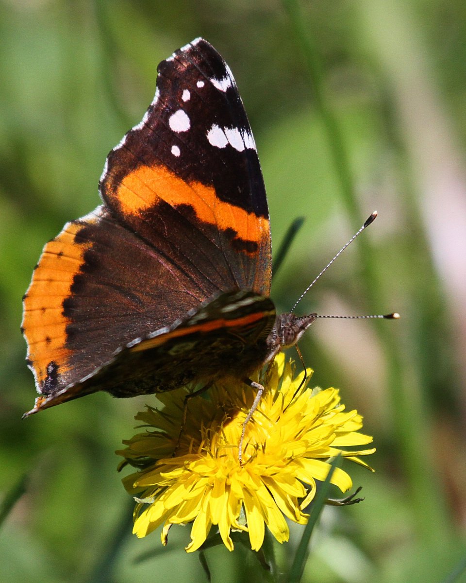 Бабочка Адмирал Vanessa Atalanta