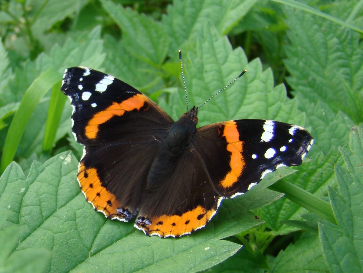 Бабочка ленточник