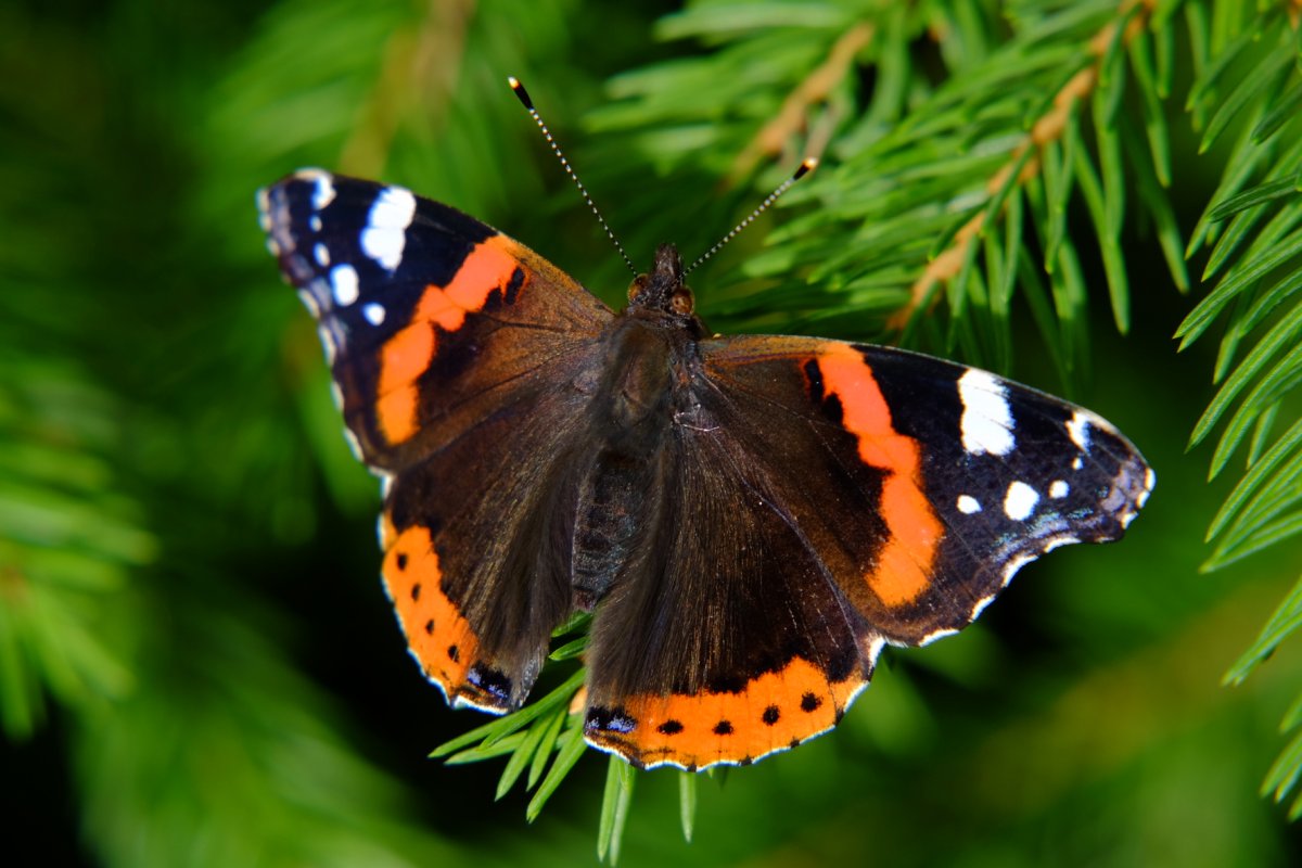 Систематика бабочки Адмирал