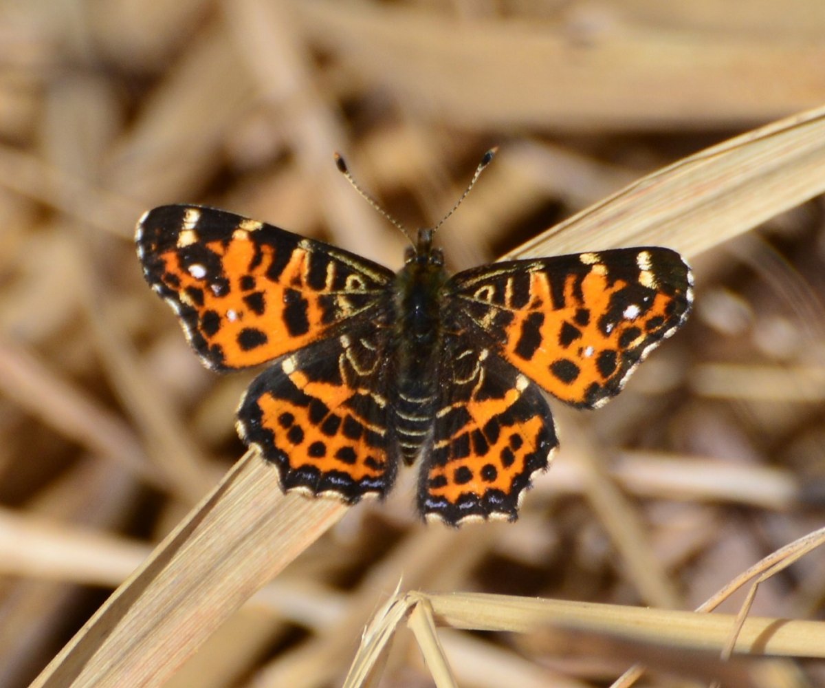 Бабочка траурница японская